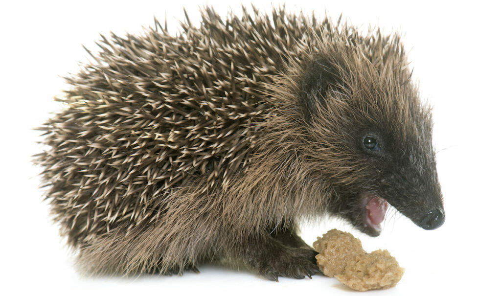 baby hedgehog eating
