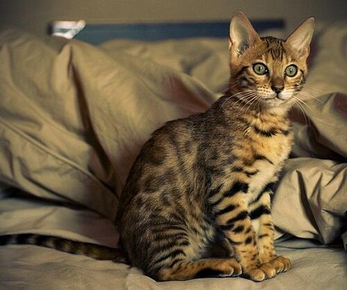 Bengal cat