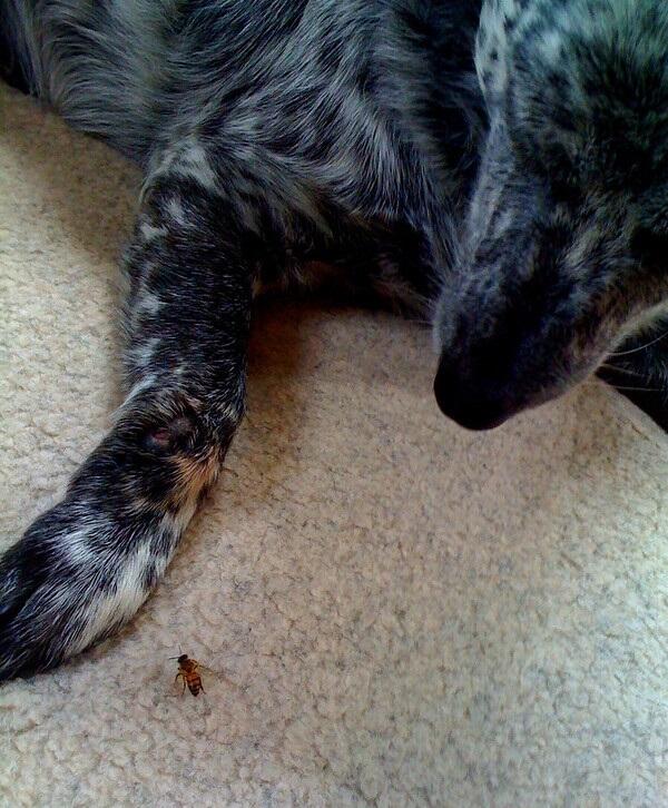 Dog with Bee