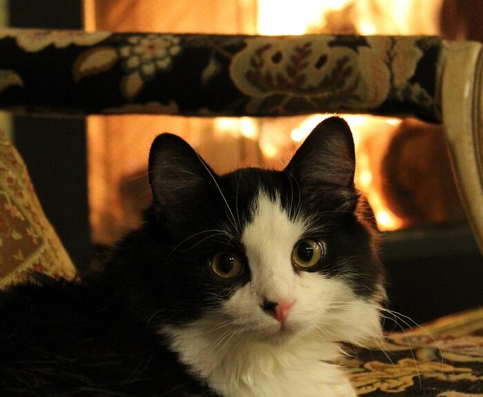 A cat sitting in front of the fire