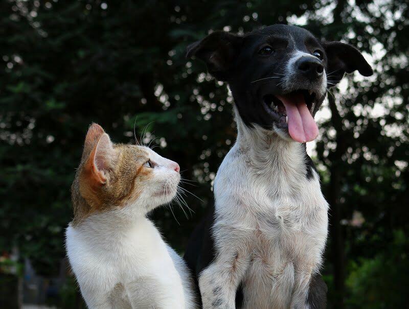 Ginger and white cat with a black and white dog outside