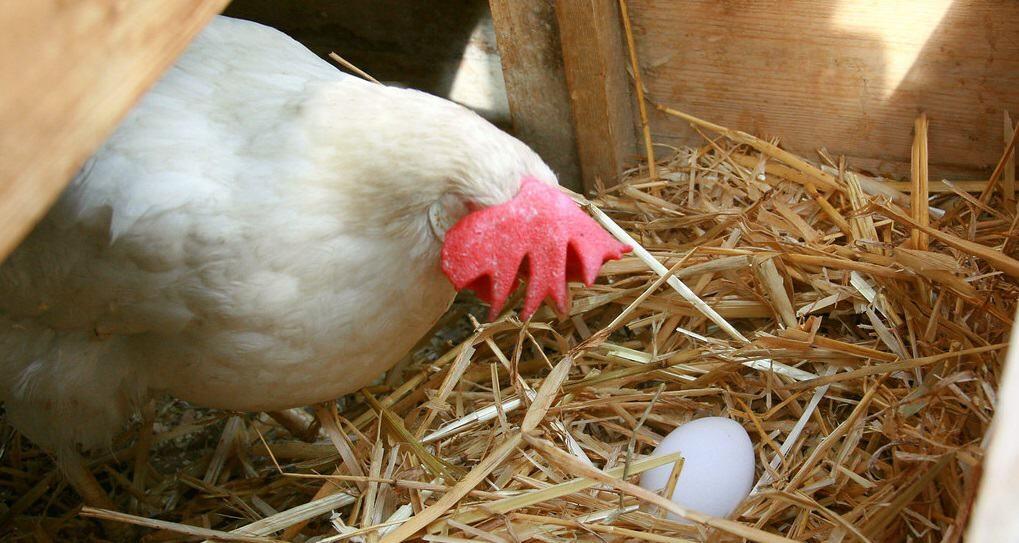 Chicken Nest Box in Coop
