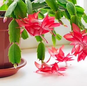 Christmas Cactus