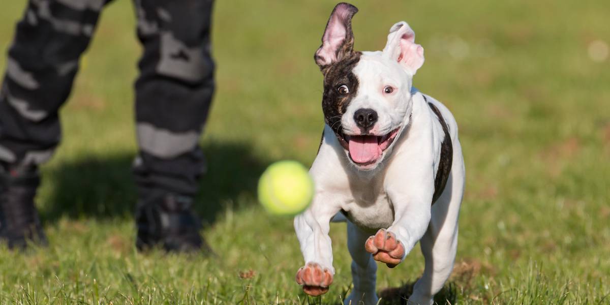 Dog Chasing Tennis Ball In Park Exercise