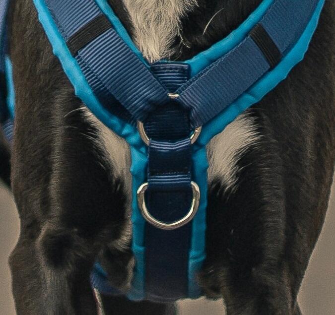 Dog harness with front chest clip