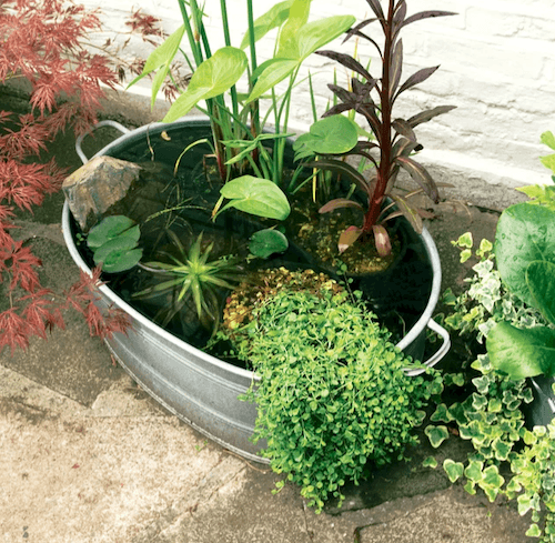 Gardener's World How To Make A Mini Pond