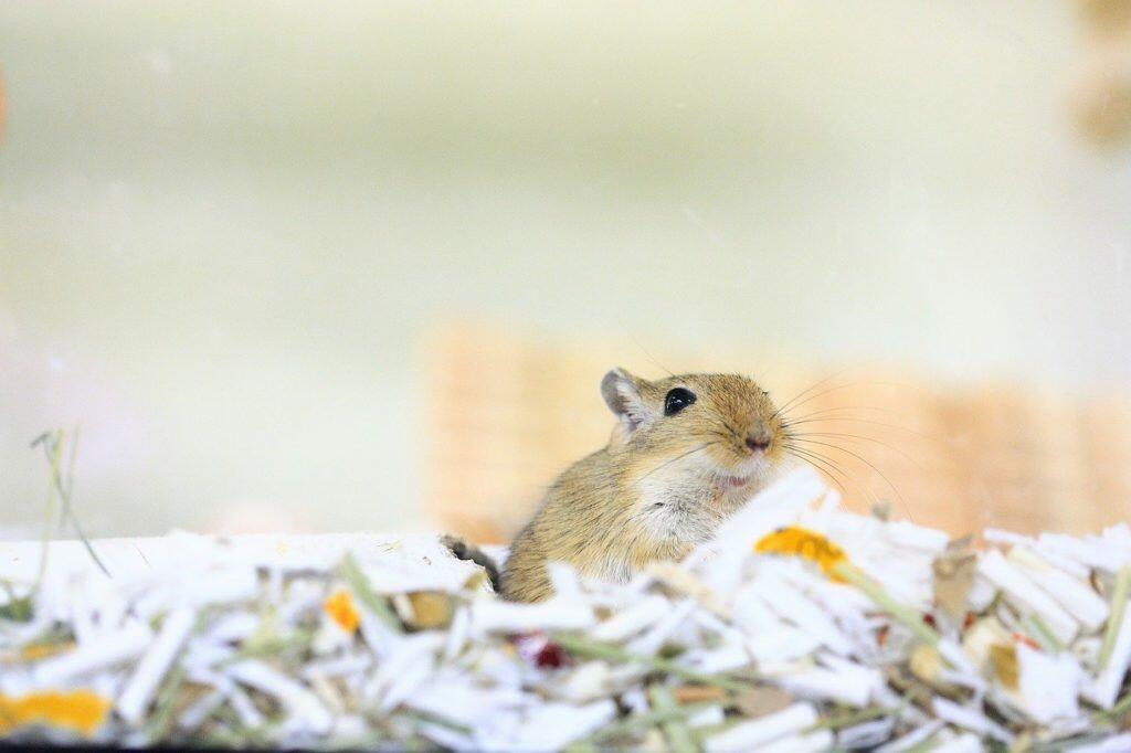 Gerbil bedding