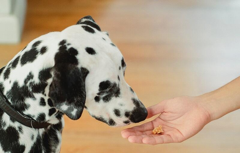 Giving your dog medication