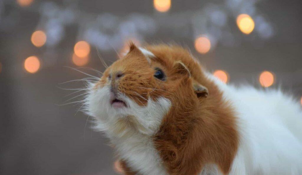 Guinea pig in twinkling lights