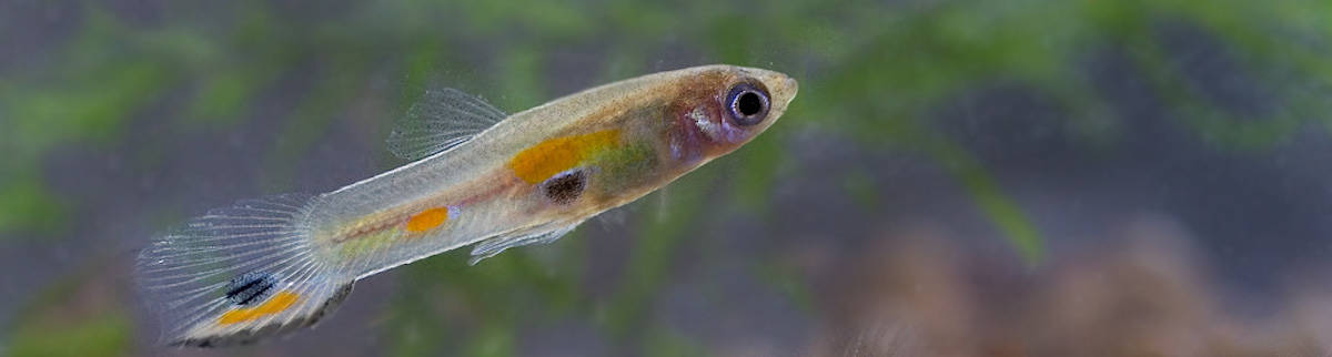Guppy