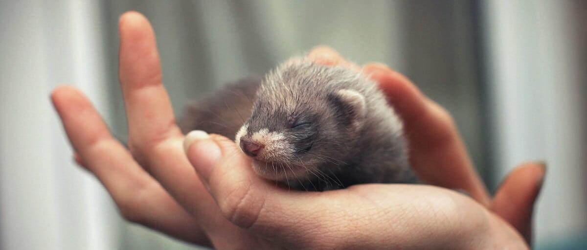 Handling Ferrets