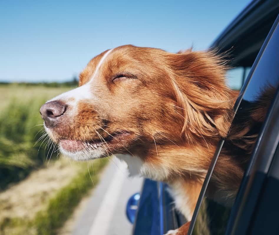 How To Travel With Dog In Car