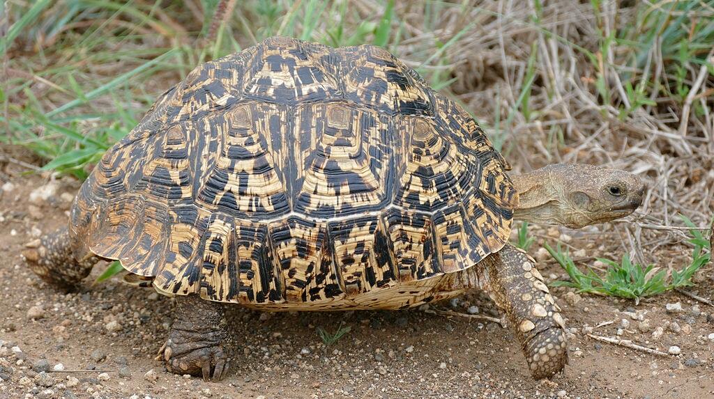 Leopard Tortoise