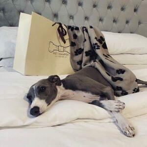 Custom,Luxury Pet Hamper