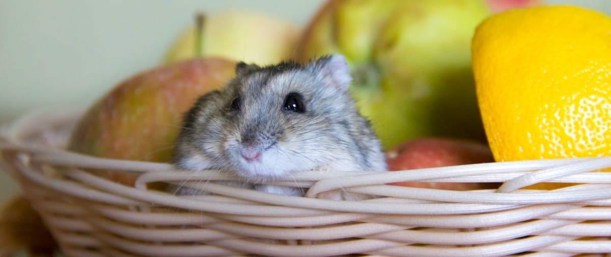 Pet Mouse Care Sheet