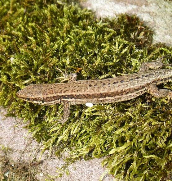 Reptile Sphagnum Moss