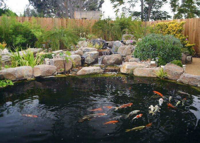 The Pond Digger Koi Pond