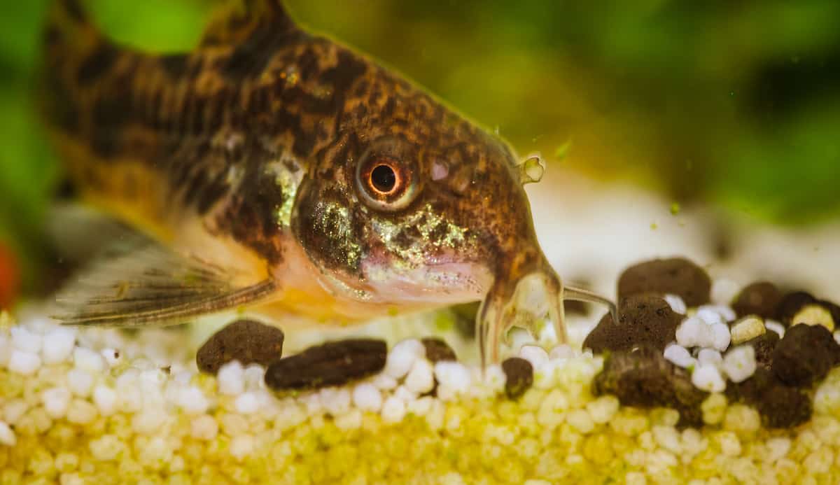 Tropical Fish Care Tips