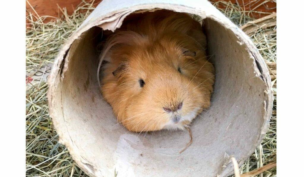 homemade guinea pig toy tunnel