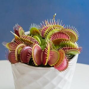 Venus FlyTrap