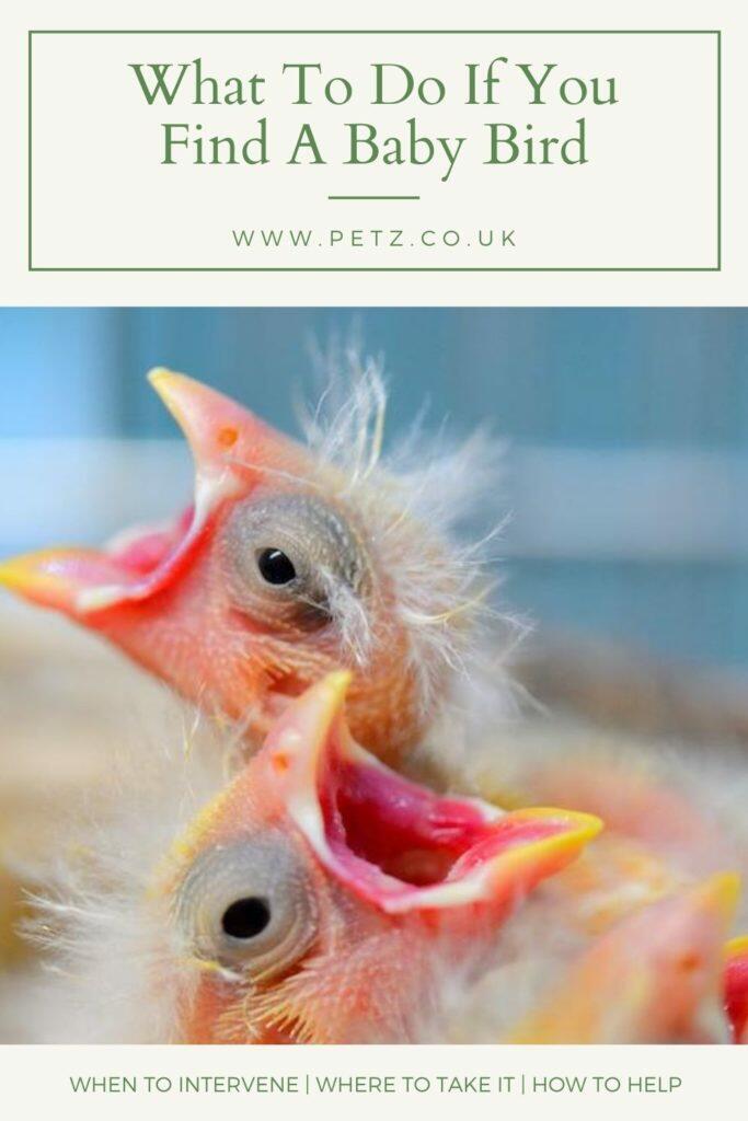 What To Do If You Find A Baby Bird Out Of Nest