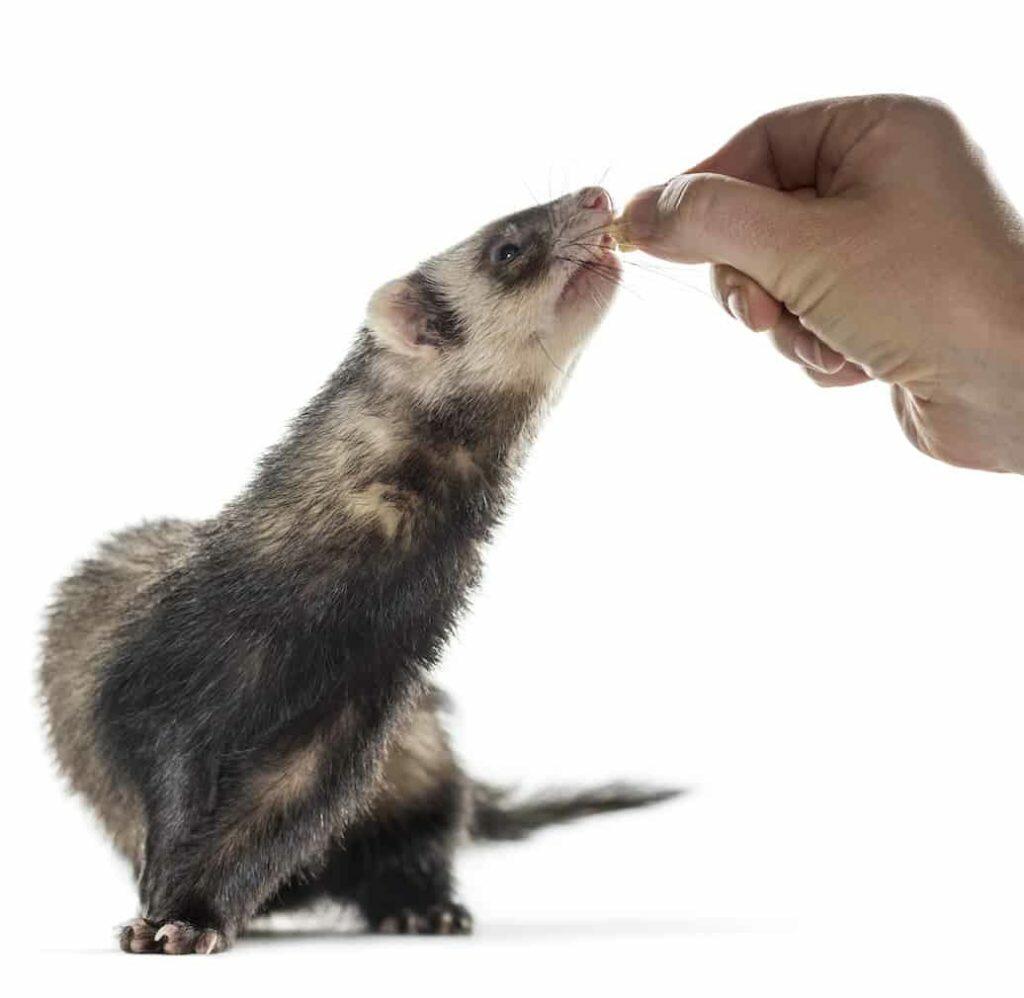 What To Feed A Ferret