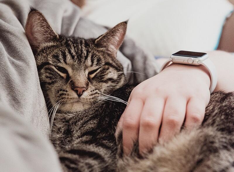 Why cats sit on laps