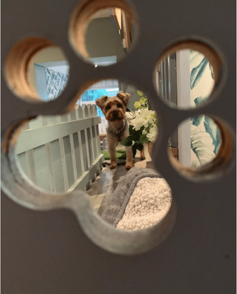 barkdales dog pampering