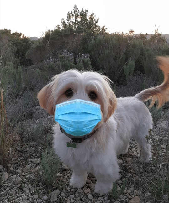 can my dog wear a mask?