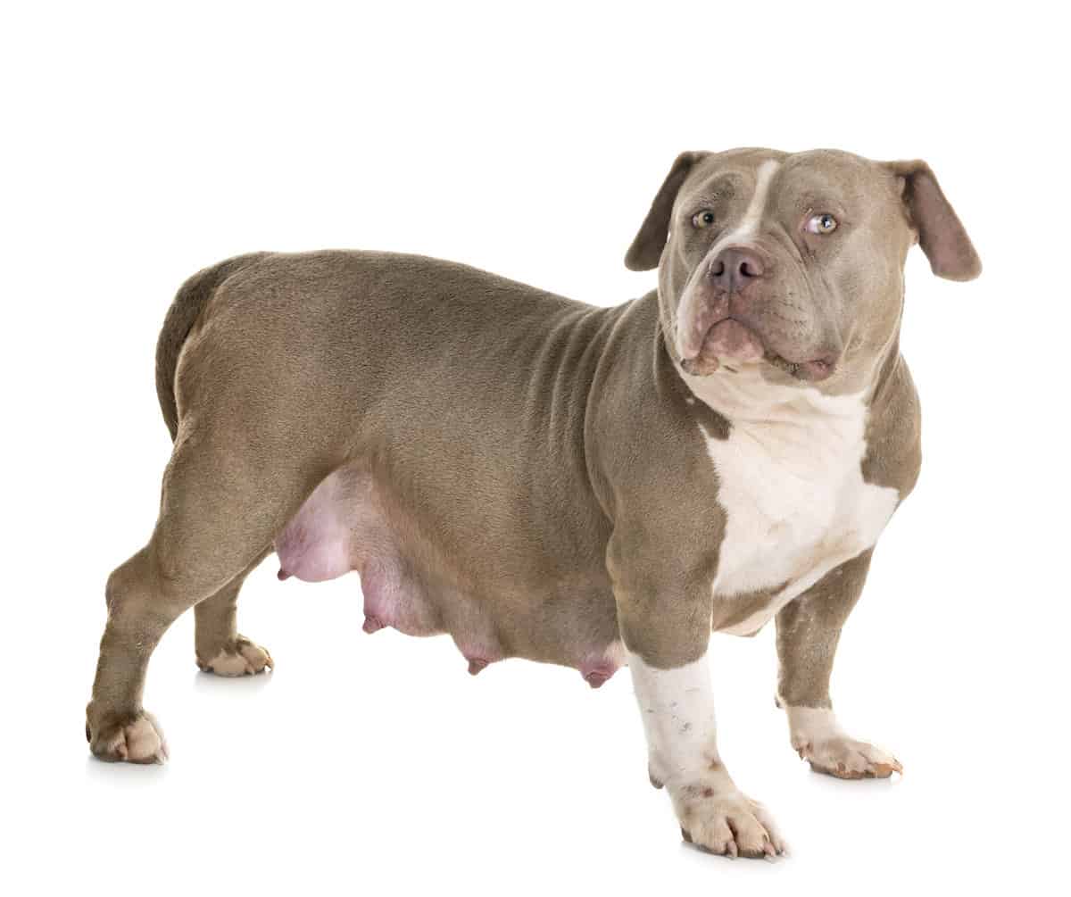 pregnant american bulldog