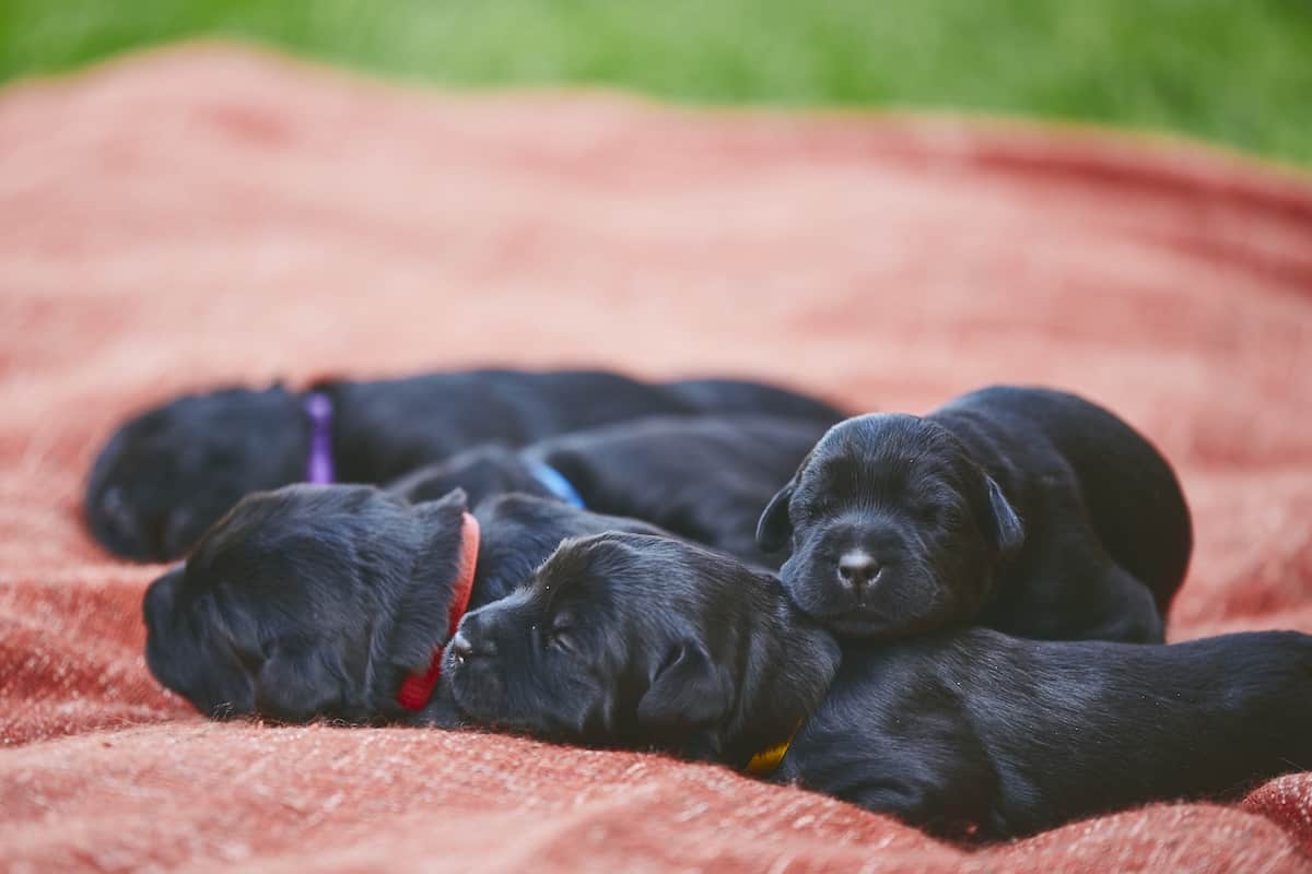 newborn puppies