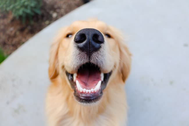 dog teeth whitening tips