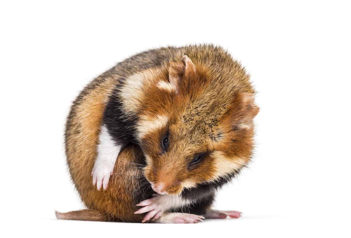 hamster checking his tail