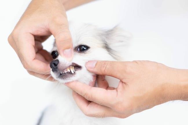 desensitising dog teeth