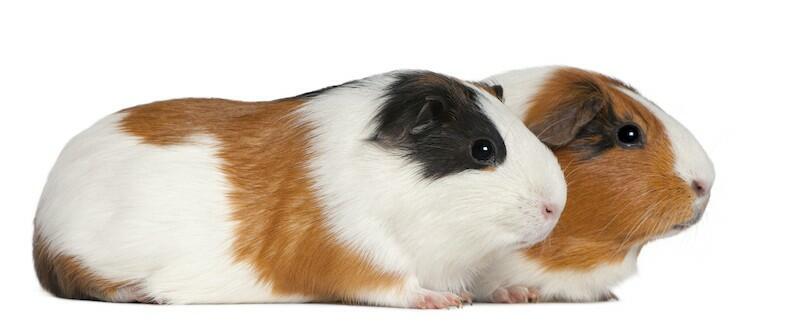 guinea pig housing