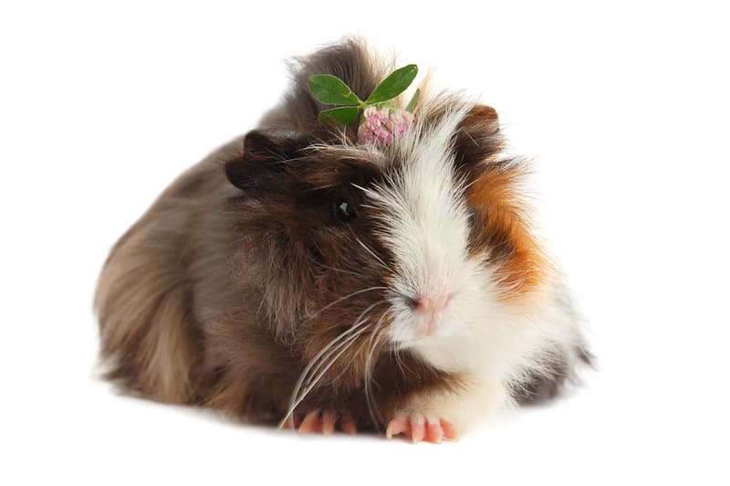 guinea pig feeding info