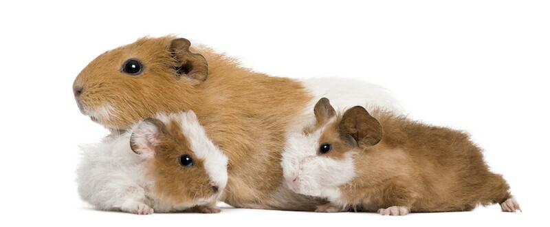 guinea pig health and illness guide