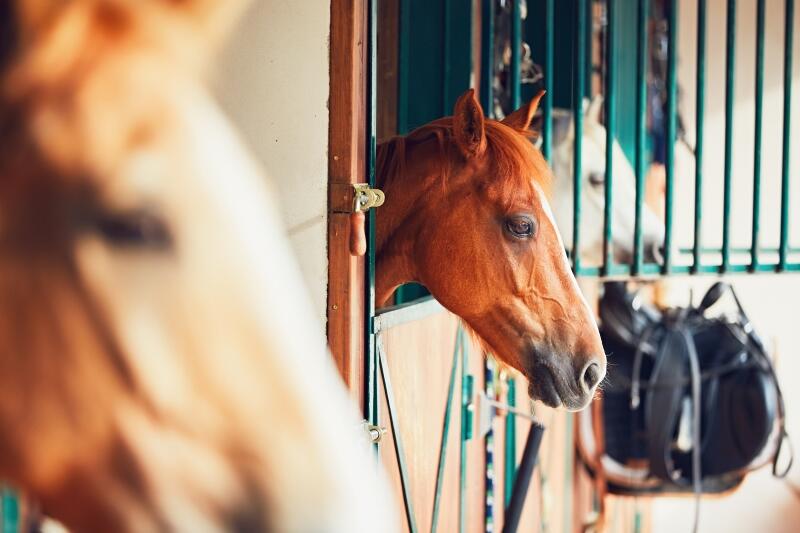 equine vaccinations coronavirus