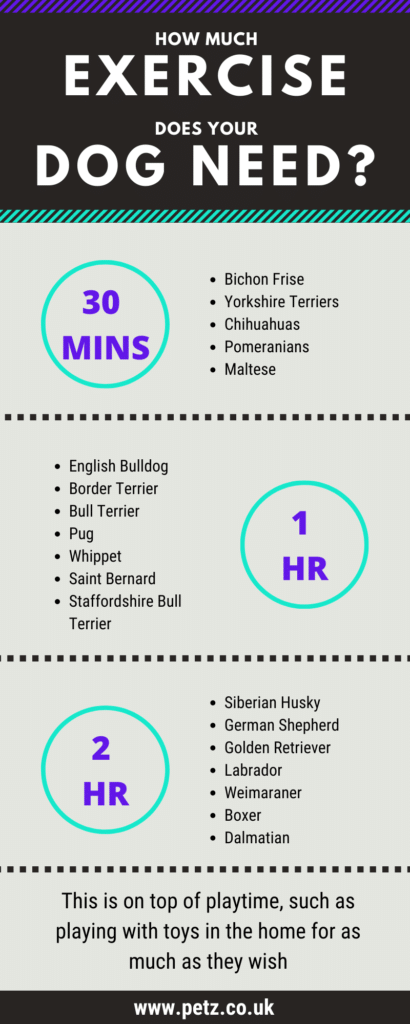 how much exercise does your dog need