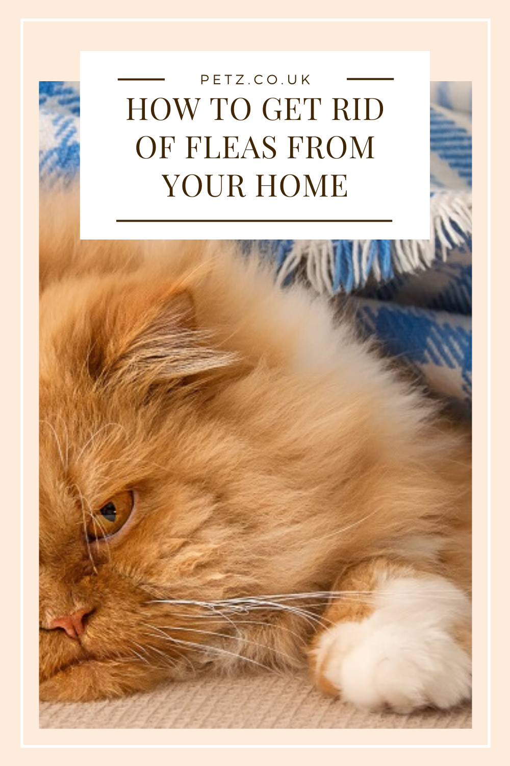 Getting fleas off furniture