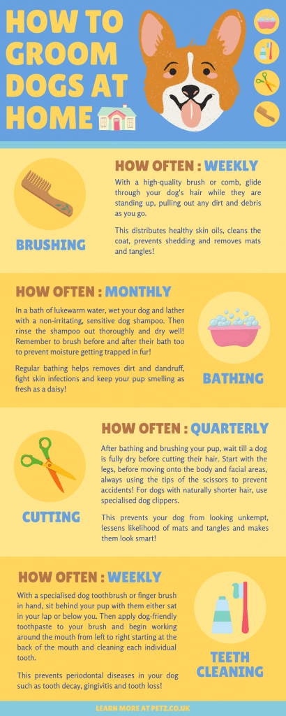 why you should groom dogs at home