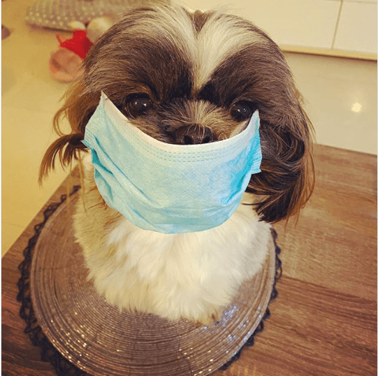 shihtzu in mask
