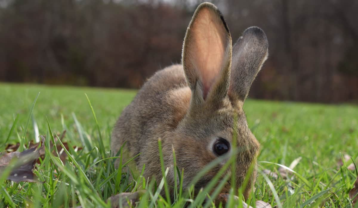 rabbit outside