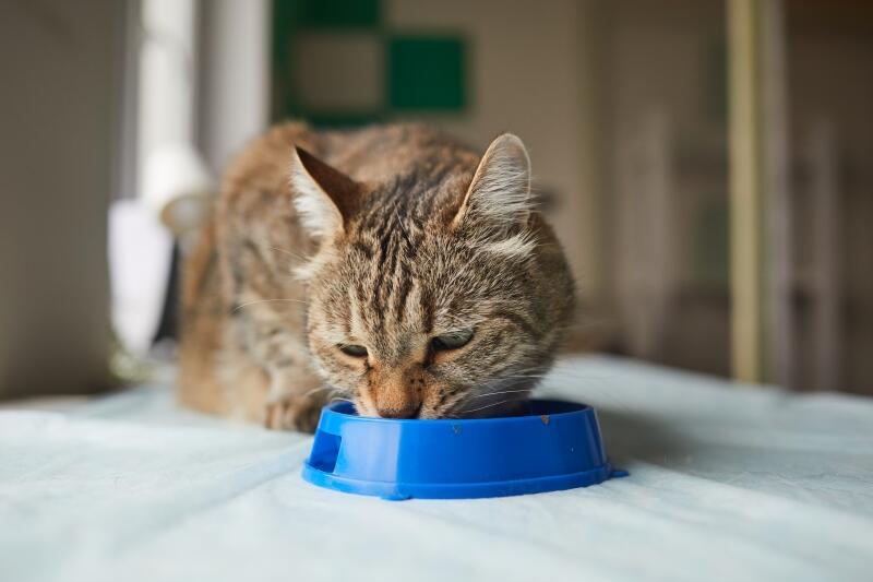 homemade diet for pets