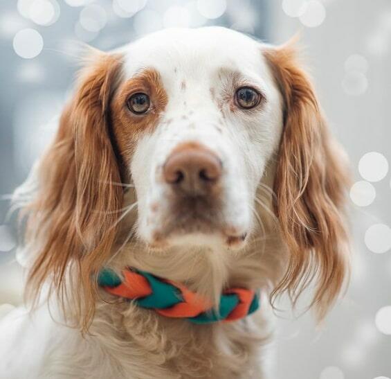 biothane collars london pup