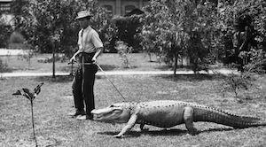 Vintage Alligator Photo
